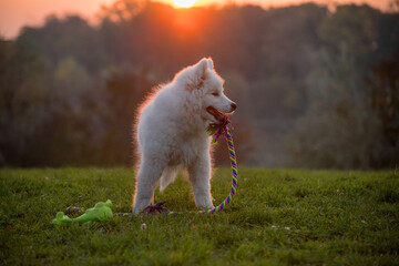 Samoyed puppy plays with his rope in the green dog meadow. The white fur shines in the orange sunlight. In the background the orange sky with the setting sun.