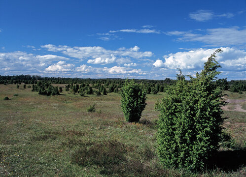 Meadows with junipers on the Narew River, Czartoria, Poland
