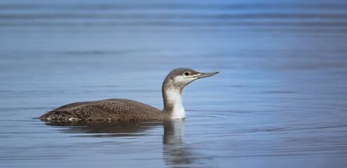 Gavia stellata floats on the water in search of food.