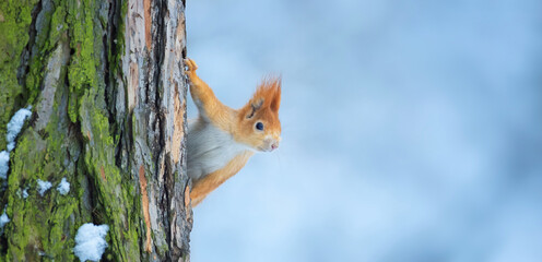 Flying squirrel jumps from tree to tree.