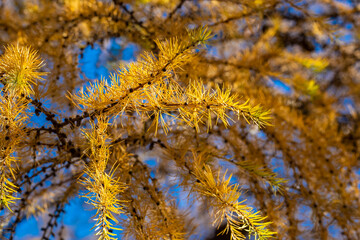 Fototapeta na wymiar Larch tree. Larix decidua with pine cones. Yellow larch branch at autumn. Close up of larch tree branch with yellow needles