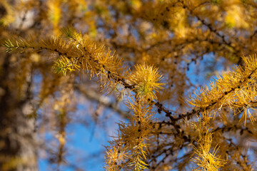 Larch tree. Larix decidua with pine cones. Yellow larch branch at autumn. Close up of larch tree branch with yellow needles
