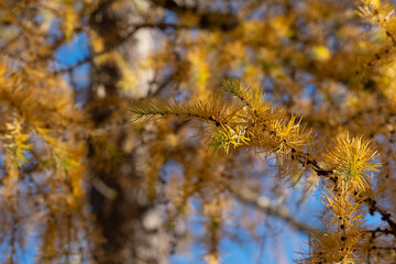 Larch tree. Larix decidua with pine cones. Yellow larch branch at autumn. Close up of larch tree...