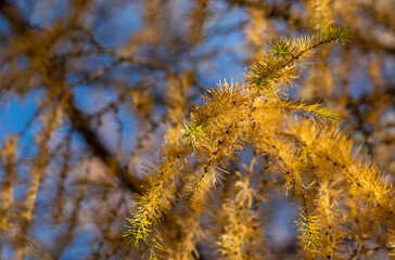 Larch tree. Larix decidua with pine cones