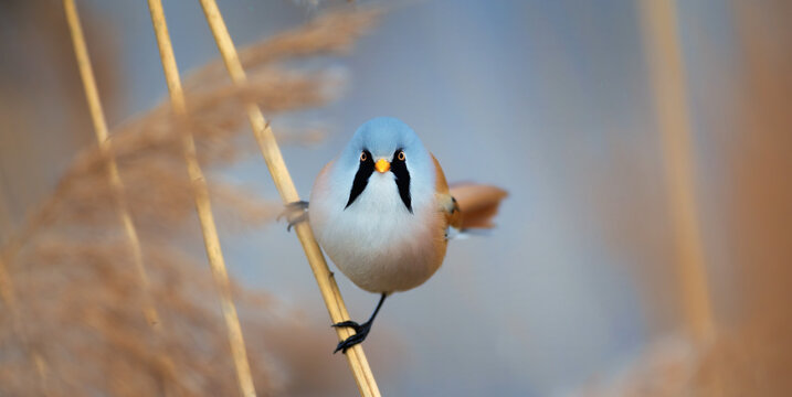 Beautiful nature scene with Bearded Parrotbill Panurus.