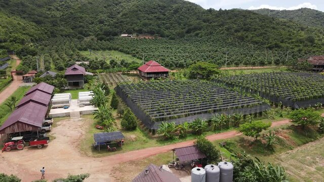 Aerial view of Kampot pepper plantation, Phnom Voar mountain, Cambodia.