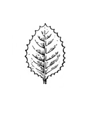 The illustration of the leaf in the old book the Encyclopedic Dictionary, by Brokgauz, 1907, St. Petersburg