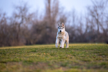 Naklejka na ściany i meble Puppy husky is walking around on the green dog meadow. The dog has bright blue eyes and a light coat with dark gray stripes