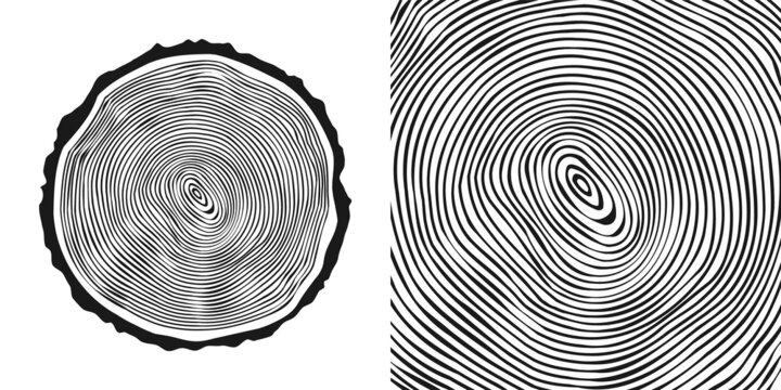Round tree trunk cut, sawn pine or oak slice. Saw cut timber, wood. Wooden texture with tree rings. Hand drawn sketch. Vector illustration