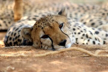Cheetah in the shade