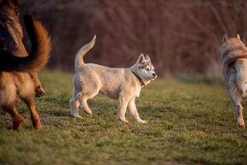 Puppy husky is playing with his dog family and friends in the dog meadow. The brave little dog does not shy away from other dogs