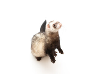 Ferret pet on a white background, isolated.