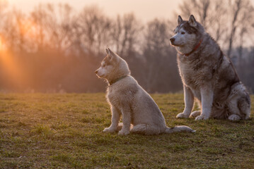 Puppy husky is sitting in the grass with his grandpa husky. Generations of dogs together in the dog meadow. Dog family