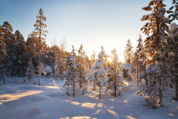 Winter landscape with trees covered with hoarfrost