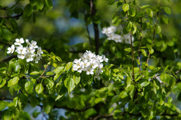 Fototapeta premium blooming cherry branch on a sunny day on a green background