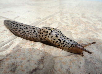 Leopard slug (Limax maximus) close up showing mantle and tentacles.It is also known as the great gray snail.