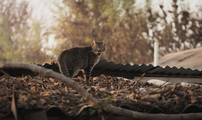 gato en el tejado