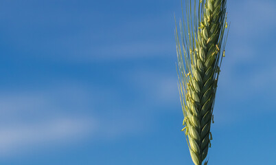 Green wheat. Oats, rye, barley, harvest summer closeup. Cobs of corn. Spring nature, wheat farming. Selective focus. Background