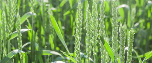 Green wheat. Oats, rye, barley, harvest summer closeup. Cobs of corn. Spring nature, wheat farming. Selective focus. Background. Banner