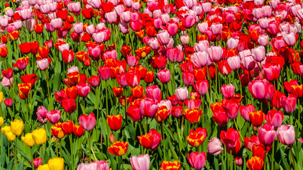 Fototapeta premium red and pink tulips background plantation postcard