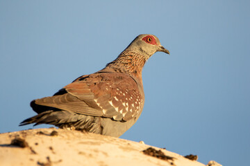 Speckled Pigeon in the Kgalagadi