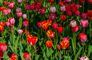 Obraz premium colored tulips growing in a flower bed