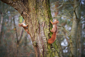 Two fox squirrel (Sciurus vulgaris) sitting on branch © Martin