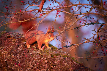 Portrait of fox squirrel (Sciurus niger) sitting on branch
