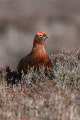 Red Grouse (Lagopus lagopus scotica) in the heather moorland of the Peak District