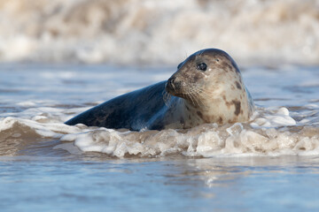 Female Atlantic Grey Seal (Halichoerus grypus) playing in the surf