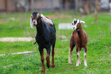 The Nubian hornless billy-goat and his daughter, the young horned goat