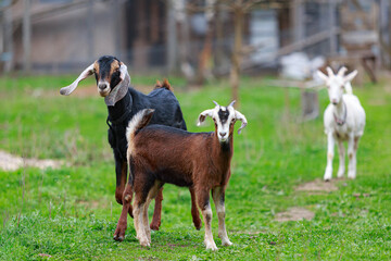 The Nubian hornless billy-goat and his daughter, the young horned goat