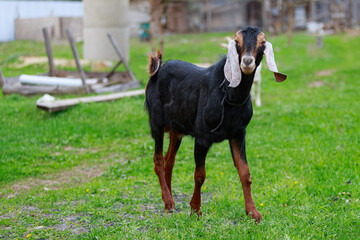 The purebred Nubian hornless billy-goat