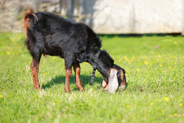 The purebred Nubian hornless billy-goat