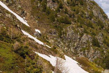 An ibex in the countryside towards Aiguillette des Houches in the Mont Blanc massif in Europe, France, the Alps, towards Chamonix, in summer, on a sunny day.