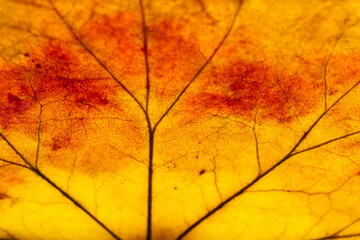 Macro shot of veins and autumn colors inside dried autumn leaf