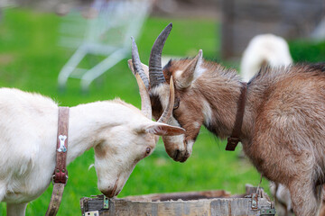 White goat beats colored alpine goat