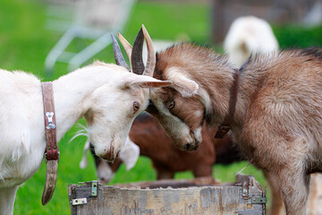 A colored alpine goat beats a white goat