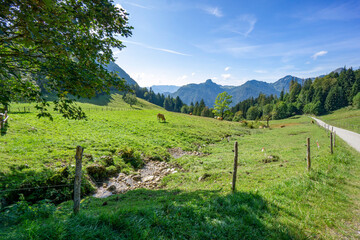 Fototapeta na wymiar Kühe in den bayerischen Alpen auf der Alm im Chiemgau