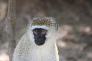 Vervet monkey sitting portrait