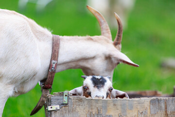 The baby goat looks out of the wooden box