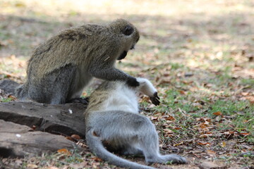 vervet monkey playing