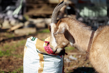 A horned goat steals fodder from a bag