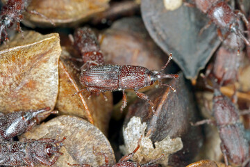 Wheat weevil Sitophilus granarius beetles on buckwheat seeds. High magnification.