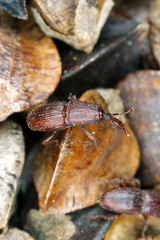 Wheat weevil Sitophilus granarius beetles on buckwheat seeds. High magnification.