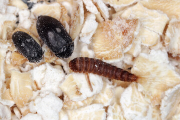 Female, male and larva of Attagenus pellio the fur beetle or carpet beetle from the family...