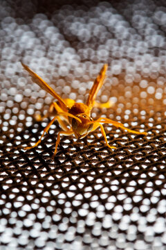 Closeup Shot Of A Yellow Paper Wasp Or Yellow Jacket Or Yellow Bee