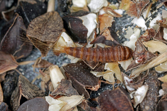 Larva of Attagenus pellio the fur beetle or carpet beetle from the family Dermestidae a skin beetles. On buckwheat seeds.
