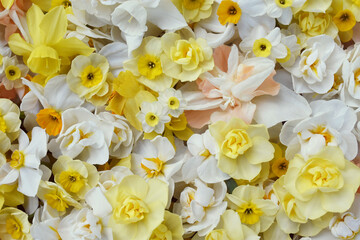 Springtime blooming yellow, white and apricot color daffodils, spring blossoming narcissus (jonquil) flowers bouquet background	