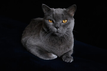 A gray Shorthair cat with yellow eyes looking at the camera.